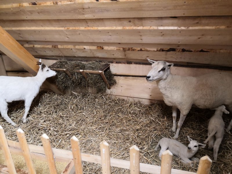 Švýcárna - interaktivní muzeum starokladrubského koně
