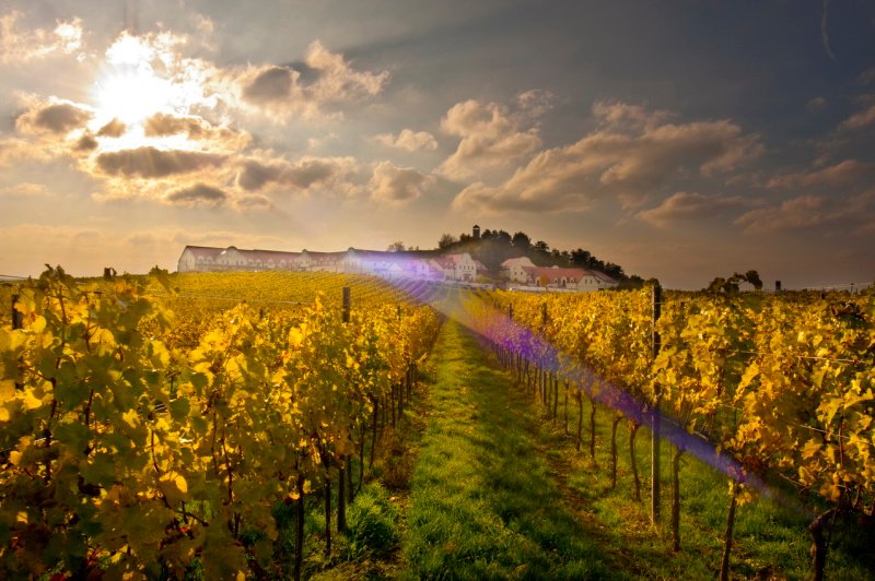 Vinařství U Kapličky - penzion