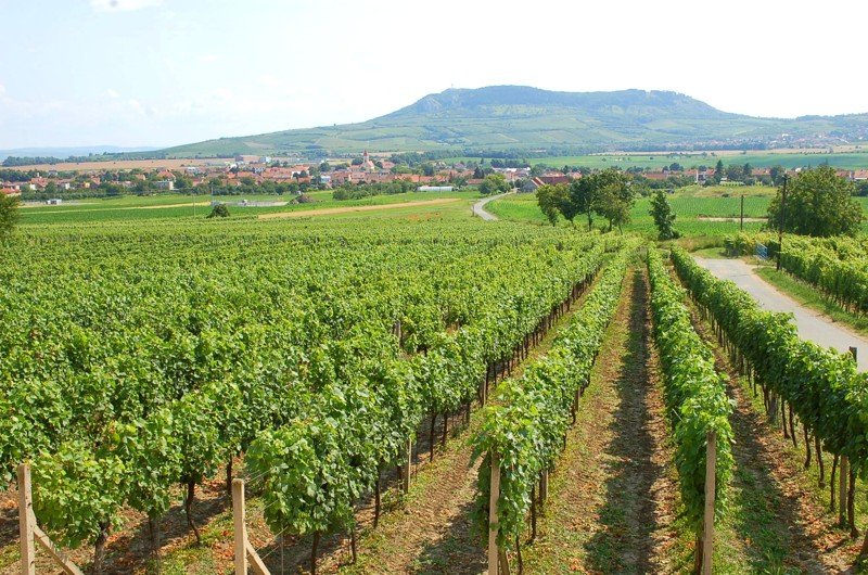 Vinařství Mikrosvín Mikulov, sklepy Dolní Dunajovice