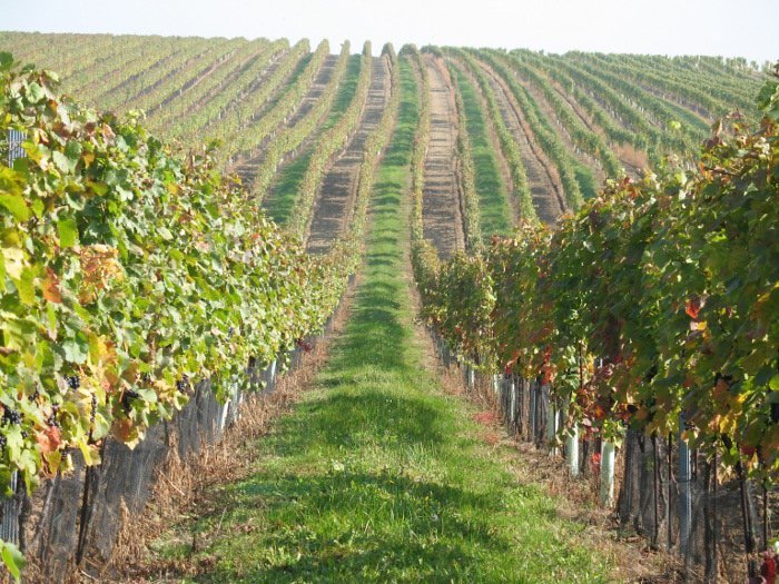 Zámecké vinařství Bzenec s.r.o.