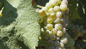 ZNOVÍN ZNOJMO, a.s. – ochutnávkový stánek Šobes, Podmolí