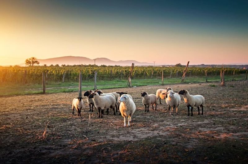 Vinařský dvůr na faře