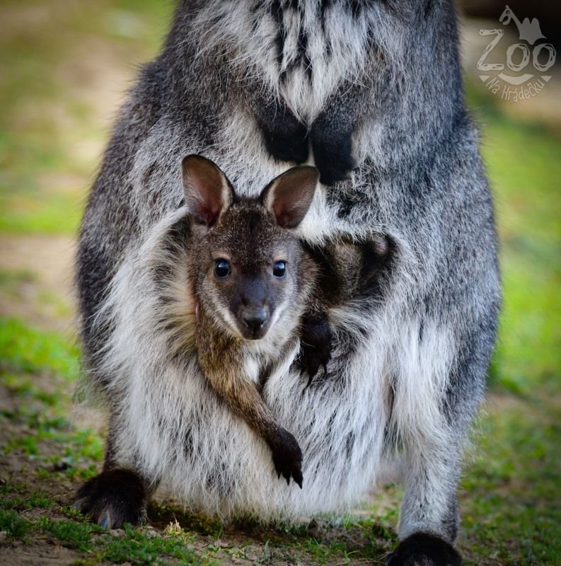 Zoopark Na Hrádečku