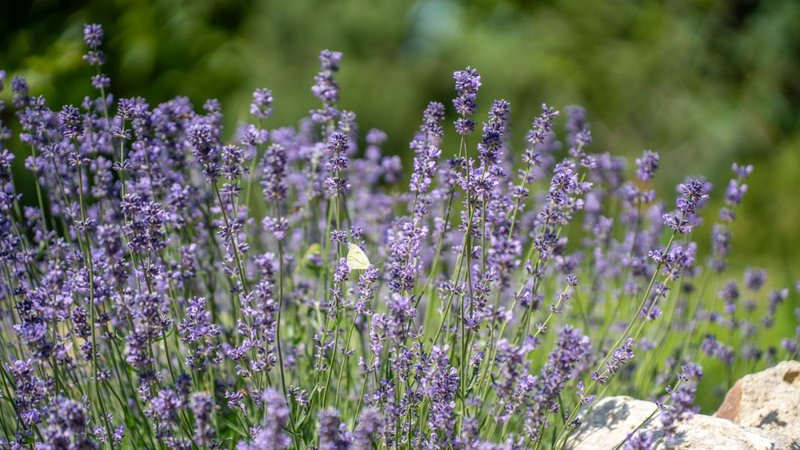 Vinařství HRANIČNÍ ZÁMEČEK