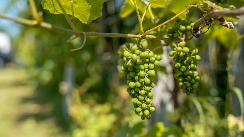 Vinařství HRANIČNÍ ZÁMEČEK